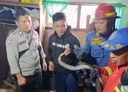 Ngeri-ngeri Sedap! Si Petugas Damkar Kota Gorontalo Evakuasi King Kobra