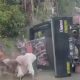 Detik-detik pick up mengalami kecelakaan saat menikung. (foto tangkap layar facebook)